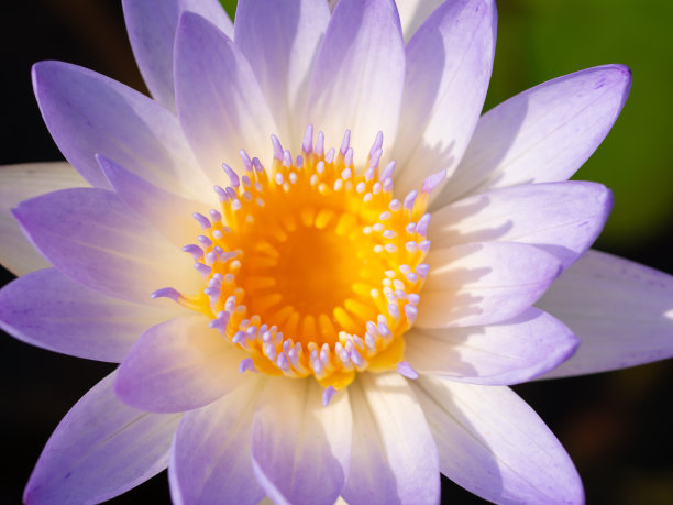 荷花和荷叶在水盆里图片下载