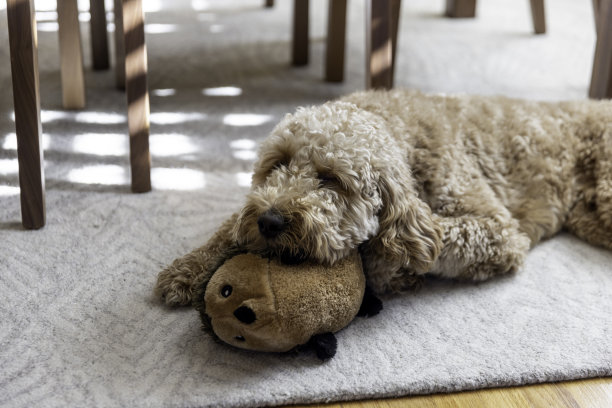 家里的金毛贵宾犬图片下载