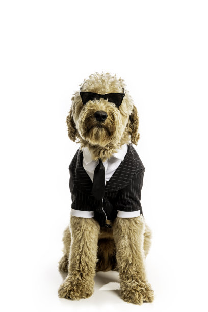 穿着成功的金毛贵宾犬图片下载