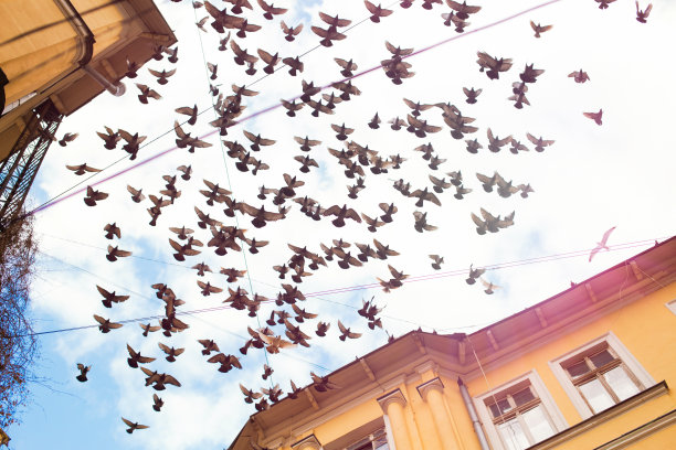 一群鸽子在天空中飞翔，在黄色的旧院落前，在蓝色多云的天空和电线前。这张照片拍摄于乌克兰的敖德萨图片下载