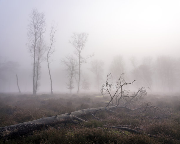 在雾中倒下的树和背景中其他树的剪影图片下载