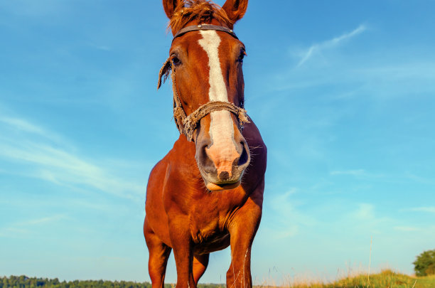 蓝色天空背景上的棕色马。关闭。看着镜头。图片下载