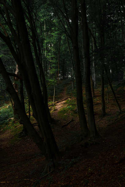春日森林景观田园自然风景户外垂直照片图片下载