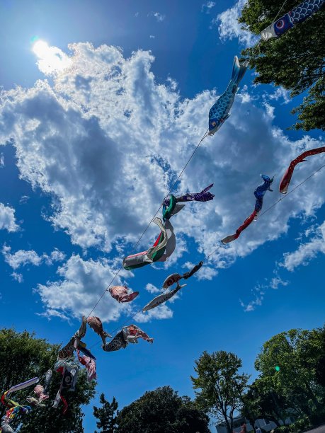 日本鲤鱼等浮电缆图片下载