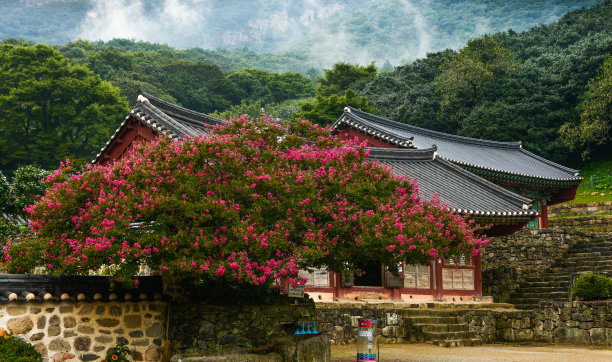 早晨，高昌仙云寺的景色正如花盛开图片下载