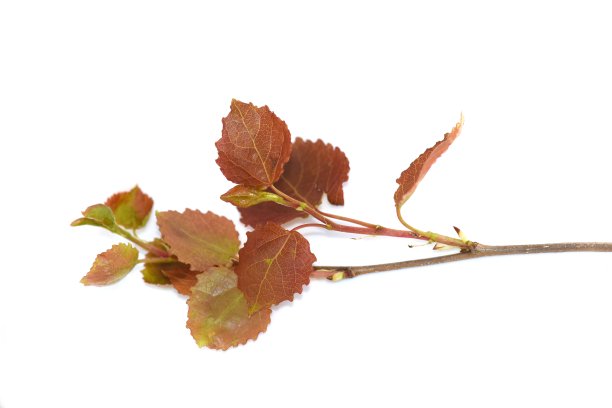 白杨树的幼叶图片下载