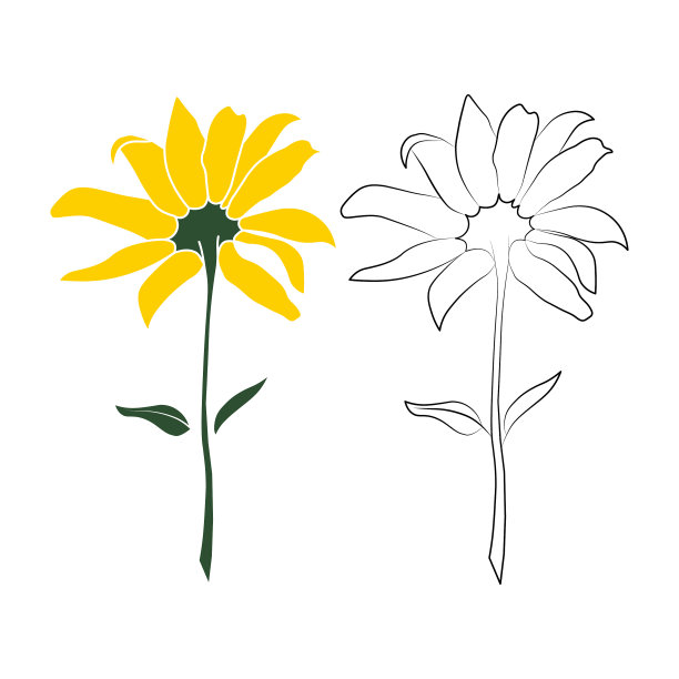 集两个开放太阳花矢量轮廓和彩色插图孤立在白色背景上。矢量草图风格顶视图手绘野生，太阳风，假向日葵。图片下载