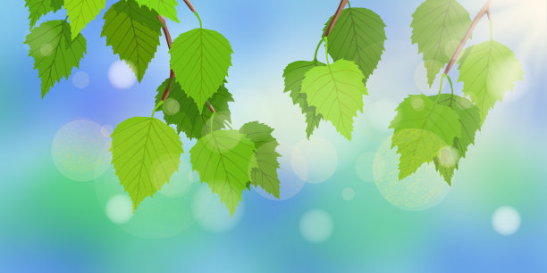 白桦树枝头用新鲜的春叶衬着蓝天，阳光灿烂，散景效果图片下载