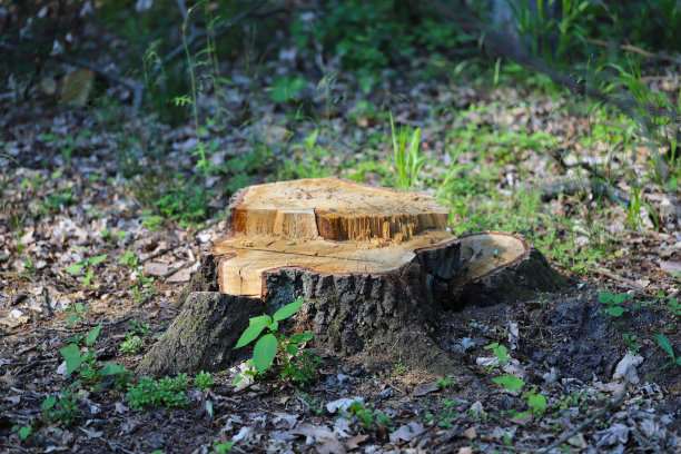 森林里的树桩图片下载