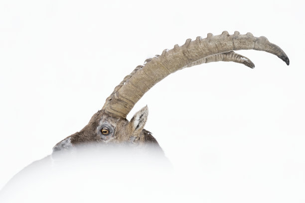 阿尔卑斯山脉之王的艺术画像(卡普拉山羊)图片下载