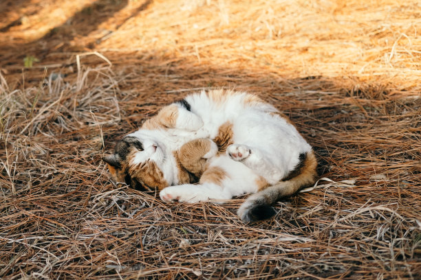 一只可爱的白花猫躺着的图片图片下载