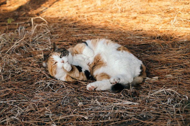 一只可爱的白花猫躺着的图片图片下载