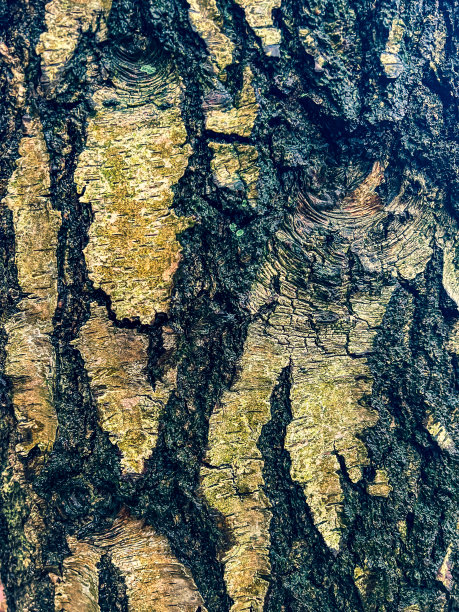 一种潮湿的、淡黄色的粗糙树皮。图片下载