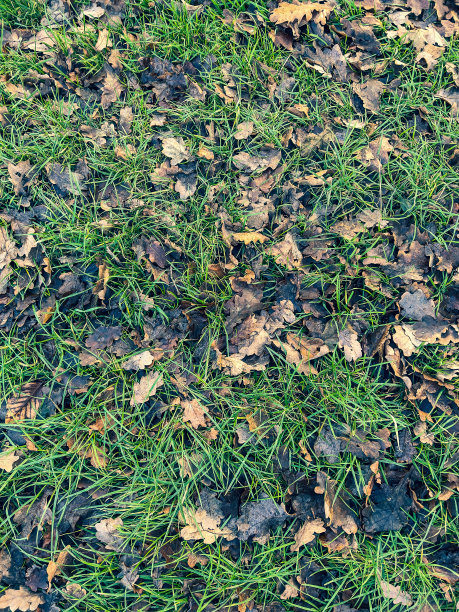 冬天有一些叶子的草。图片下载