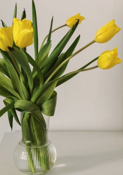 黄色郁金香的静物背景图片下载