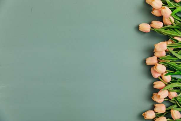 粉红色的郁金香花春天作为灰色的背景图片下载