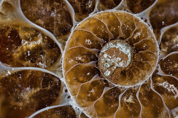 微距拍摄的红色小菊石图片下载