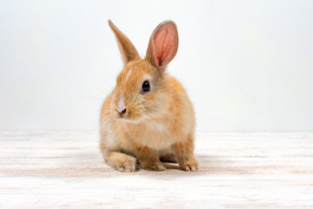 红发兔坐在白色的背景上。铭文的地方。图片下载