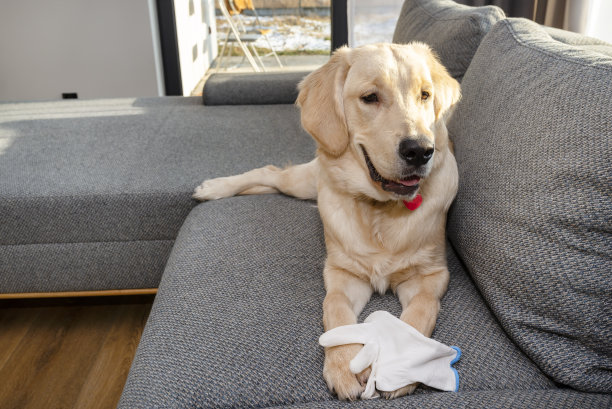 一只年轻的金毛寻回犬躺在沙发上，咬着一只白色的手套，枕头清晰可见。图片下载