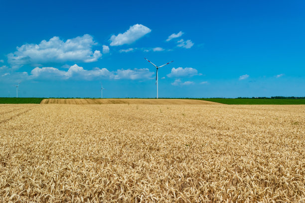 农田上种着黄色的小麦。景观。夏天阳光灿烂的日子。图片下载