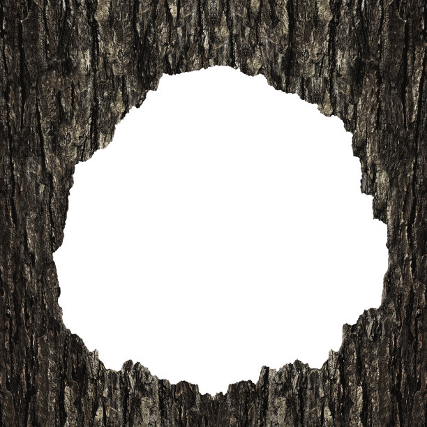 树皮上的洞，在白色背景上孤立的树图片下载