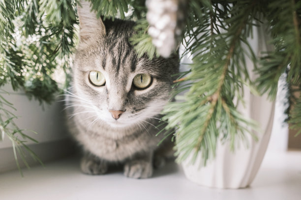 一张灰色条纹家猫的特写照片，它坐在圣诞树旁的窗户上。图片下载