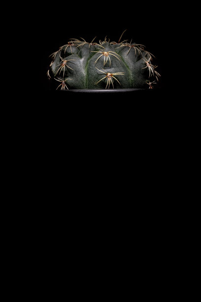 仙人掌在黑色陶瓷罐和黑色背景图片下载