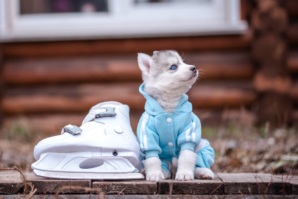 一只穿着蓝色衣服的哈士奇小狗。溜冰鞋。图片下载