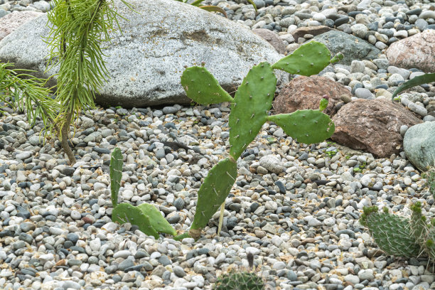花园里的仙人掌作为背景特写图片下载
