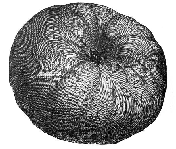 有机饲料植物。有机蔬菜南瓜。手绘古董雕刻插图。图片下载