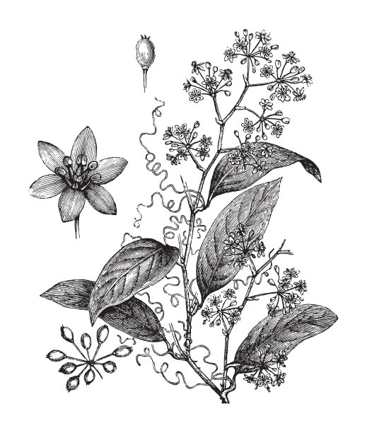 菝葜(药用植物)-复古插图图片下载