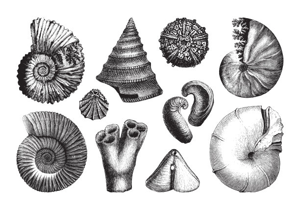贝壳化石收集(侏罗纪时期)-复古插图图片下载