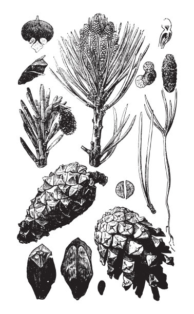 苏格兰松树(樟子松)-复古插画图片下载