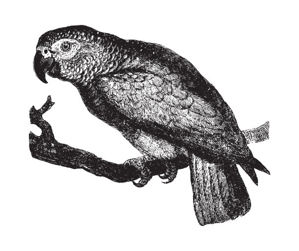 灰色鹦鹉(鹦鹉学舌)-复古插图图片下载