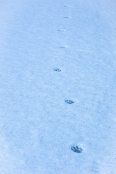 雪背景与猫的足迹。图片下载