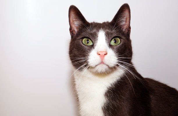 绿眼睛的灰猫看起来很好奇。副本的空间。图片下载