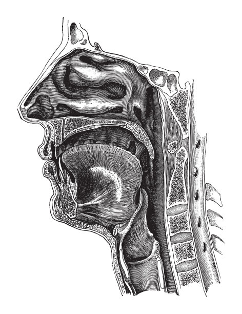 鼻子，嘴和喉咙解剖-复古插图图片下载