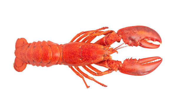 龙虾孤立在白色背景上。图片下载