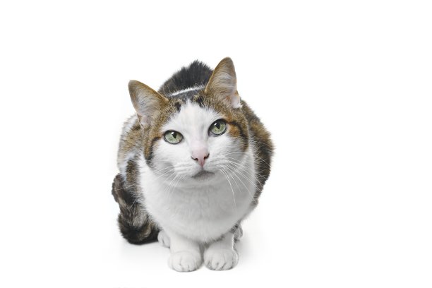 老猫坐着看着相机。孤立的白色背景。图片下载