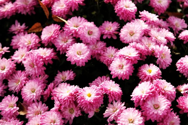 2021年花图片下载