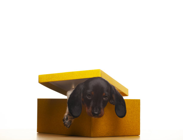 狗盒白色背景的图像图片下载