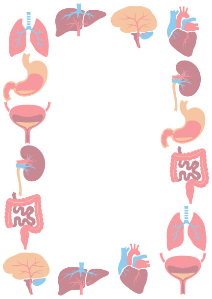 内部器官的框架。人体解剖学。医疗保健和医疗设计。图片下载