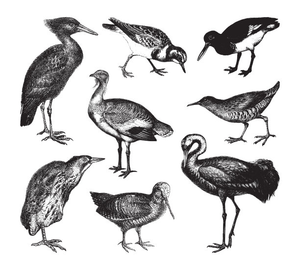 涉禽收藏-复古插图图片下载