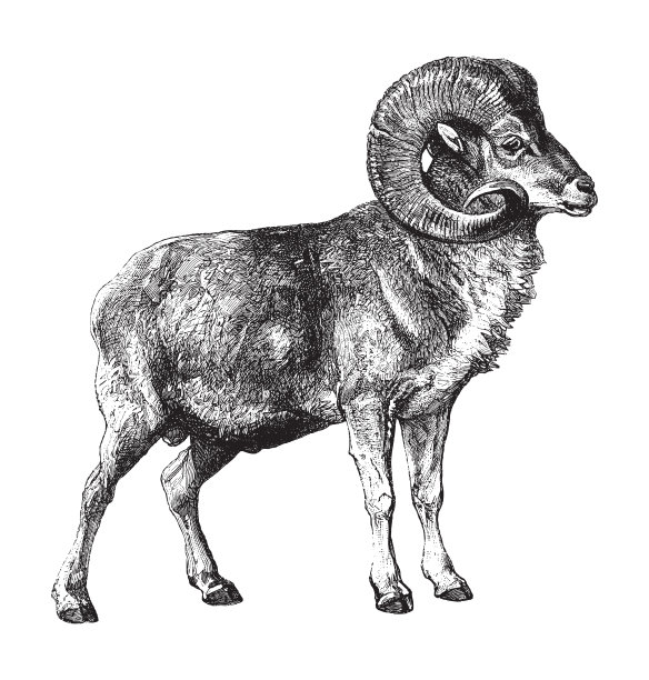 马可波罗绵羊(Ovis ammon polii) -复古插图图片下载