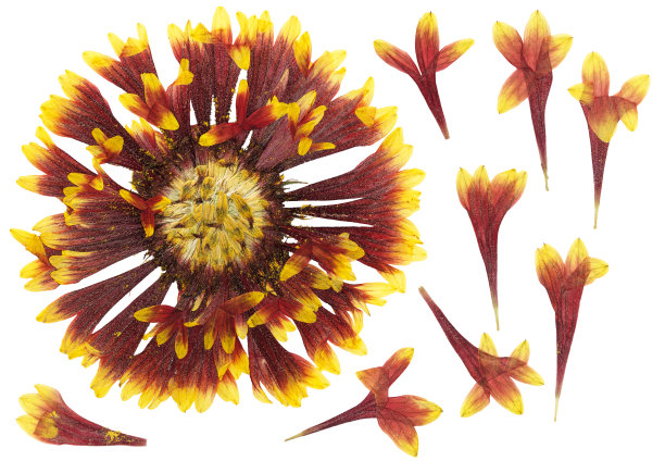 压紧和干燥的花，孤立在白色背景上。适用于剪贴簿、花艺或植物标本馆图片下载