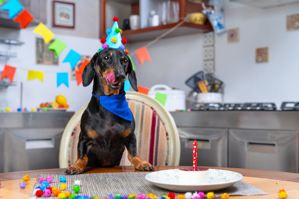 腊肠小狗戴着节日帽，耷拉着衣领，舔着嘴唇，期待着一块美味的生日蛋糕，蛋糕上还插着蜡烛，房间被装饰得很热闹图片下载