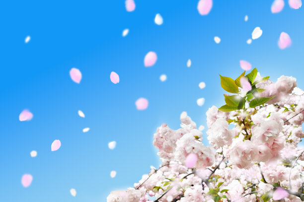 春天的图像，淋浴的樱花花瓣和模糊的花瓣背景插图图片下载