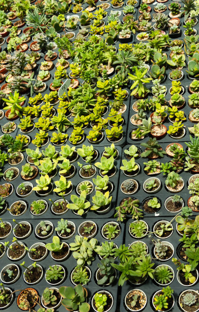 仙人掌是在仙人掌店种植和出售的图片下载