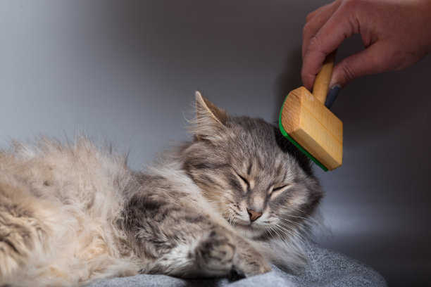 把猫毛梳干净。用梳子给猫找乐子。关心猫的健康。图片下载
