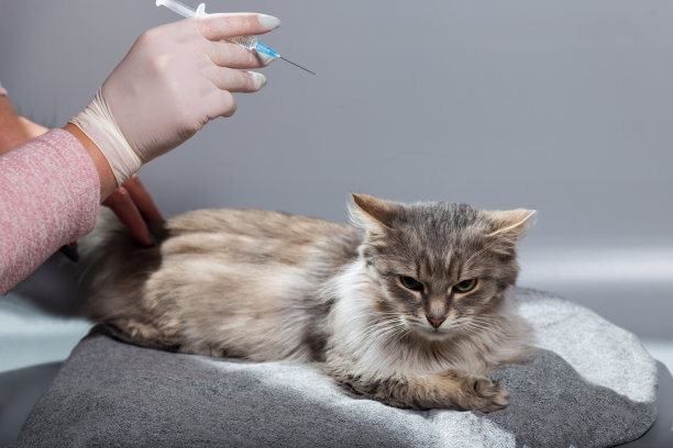 给猫打针。灰色的猫在兽医。疫苗接种的宠物。图片下载